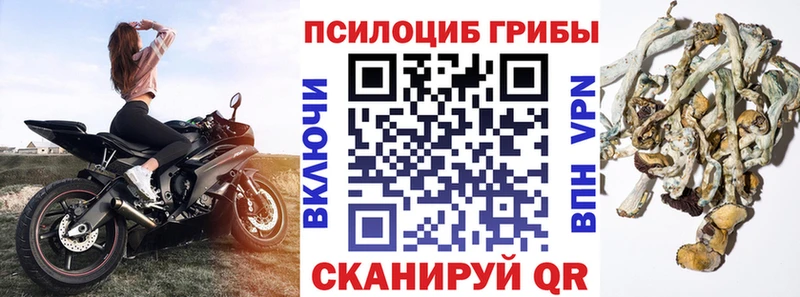 как найти   Вольск  Галлюциногенные грибы MAGIC MUSHROOMS 