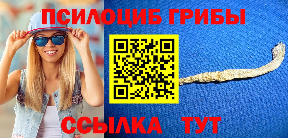 Псилоцибиновые грибы Psilocybe  купить закладку  Вольск 